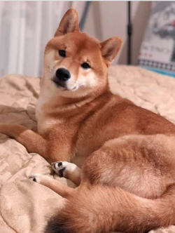 picture of dog