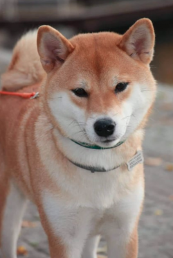 picture of dog