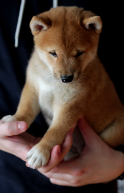 picture of dog