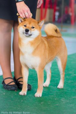 picture of dog