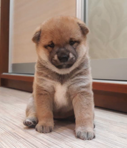picture of dog