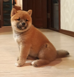picture of dog