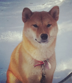 picture of dog