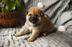 picture of dog