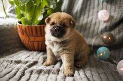picture of dog