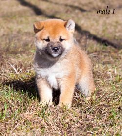 picture of dog