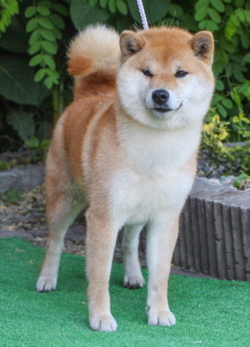 picture of dog