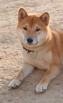 picture of dog