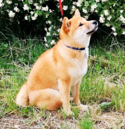 picture of dog