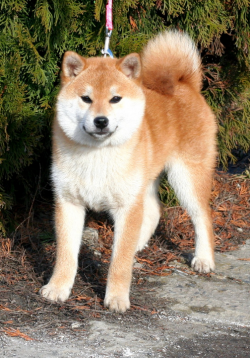 picture of dog