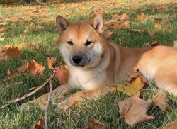 picture of dog