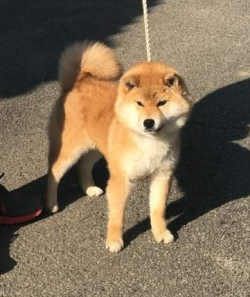 picture of dog
