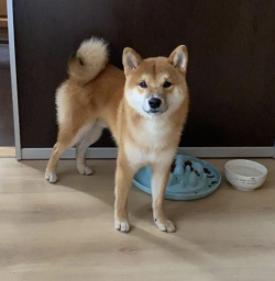 picture of dog