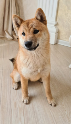 picture of dog