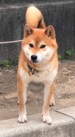 picture of dog