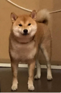 picture of dog