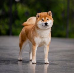 picture of dog