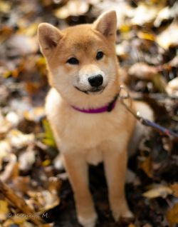 picture of dog