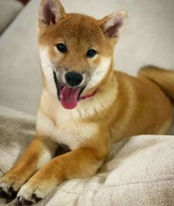 picture of dog