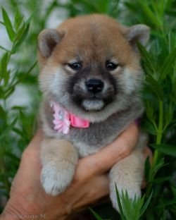 picture of dog