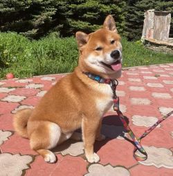 picture of dog