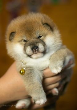 picture of dog