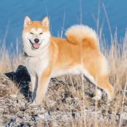 picture of dog