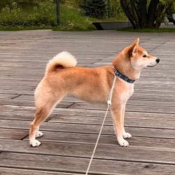 picture of dog