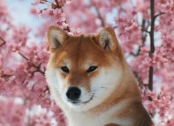 picture of dog