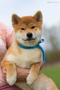 picture of dog