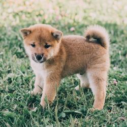 picture of dog
