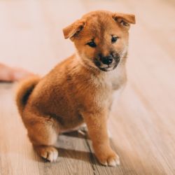 picture of dog