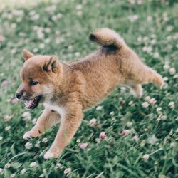 picture of dog