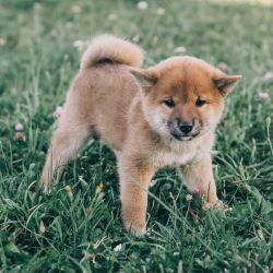 picture of dog