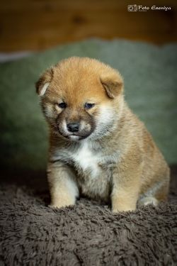 picture of dog