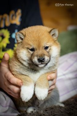 picture of dog
