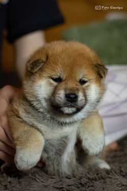 picture of dog