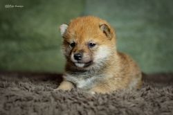 picture of dog