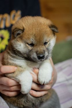 picture of dog