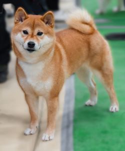 picture of dog