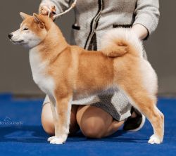 picture of dog