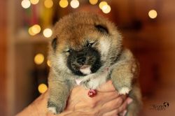 picture of dog