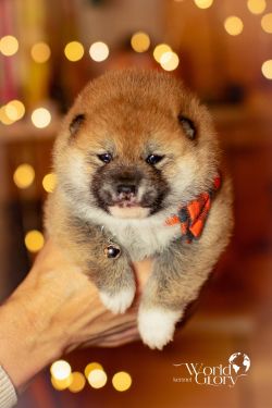 picture of dog