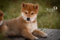 picture of dog