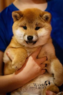 picture of dog