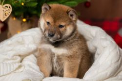 picture of dog