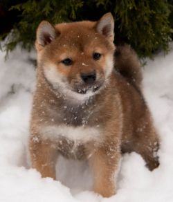 picture of dog