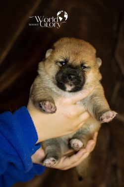 picture of dog