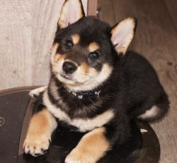 picture of dog