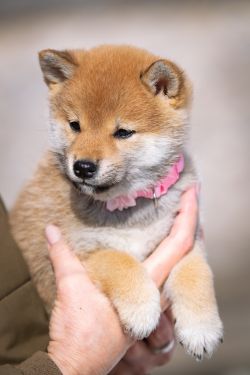 picture of dog